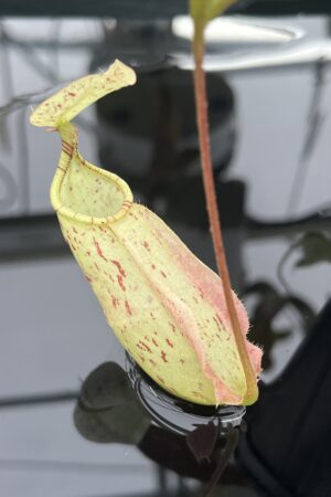 Close Up of Nepenthes rafflesiana | Borneo Exotics | BE-3141 | L24738