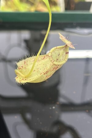 Close Up of Nepenthes rafflesiana | Borneo Exotics | BE-4519 | L23887