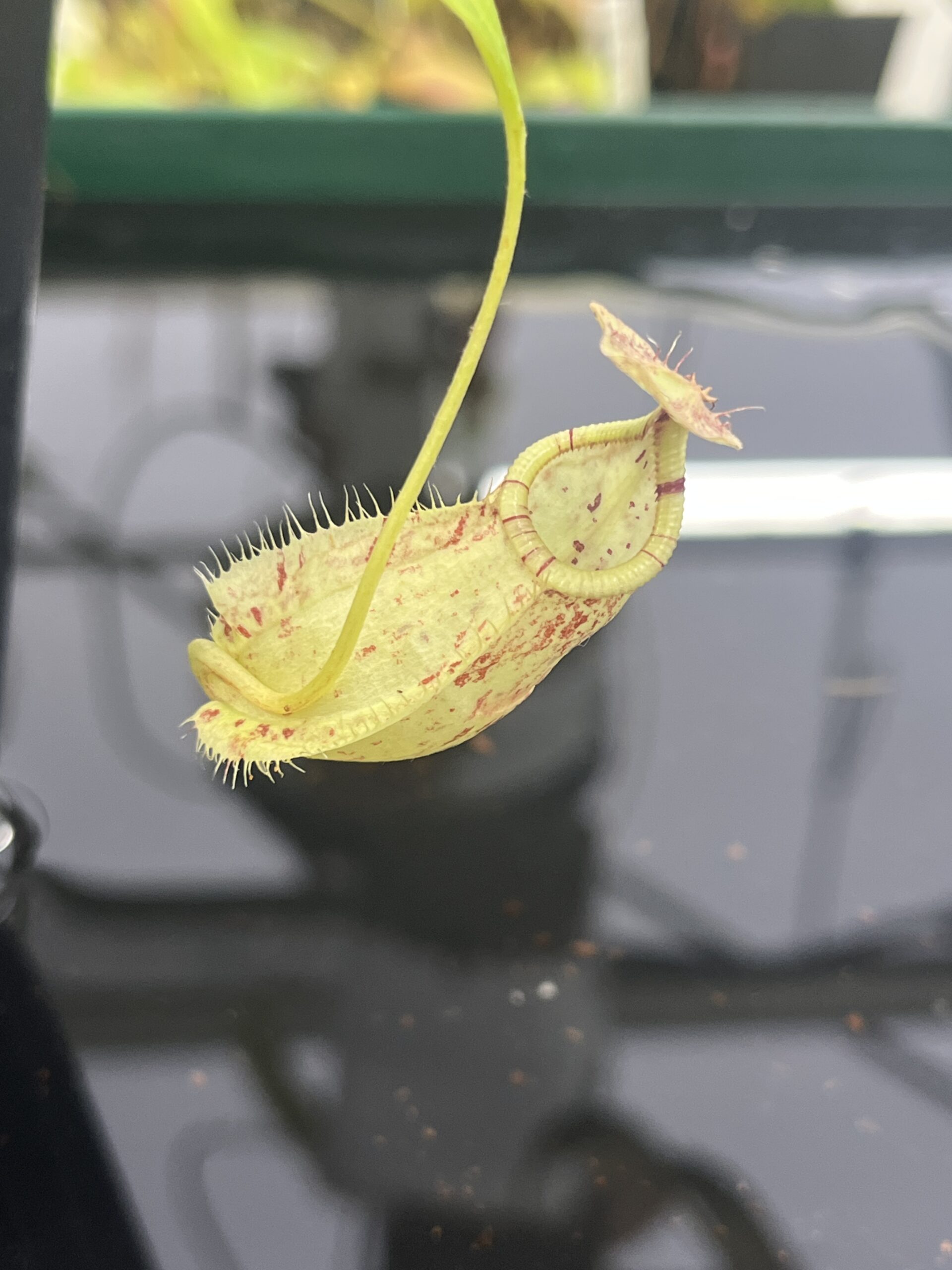 Close Up of Nepenthes rafflesiana | Borneo Exotics | BE-4519 | L23887