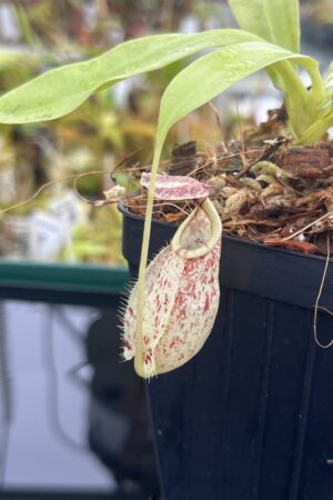 Close Up of Nepenthes rafflesiana | Borneo Exotics | BE-4519 | L24739