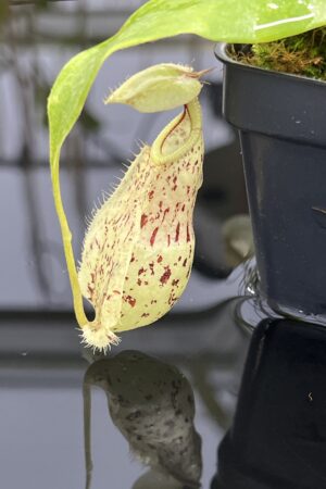 Close Up of Nepenthes rafflesiana squat, dark x rafflesiana winged | Manny Herrera | | L23901