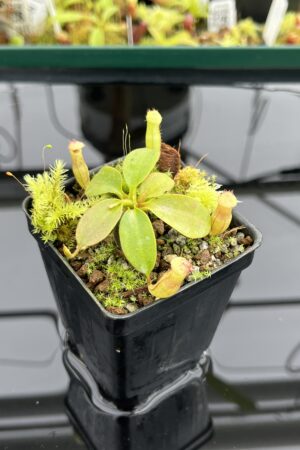 Close Up of Nepenthes rajah | Borneo Exotics | BE-3152 | H24718