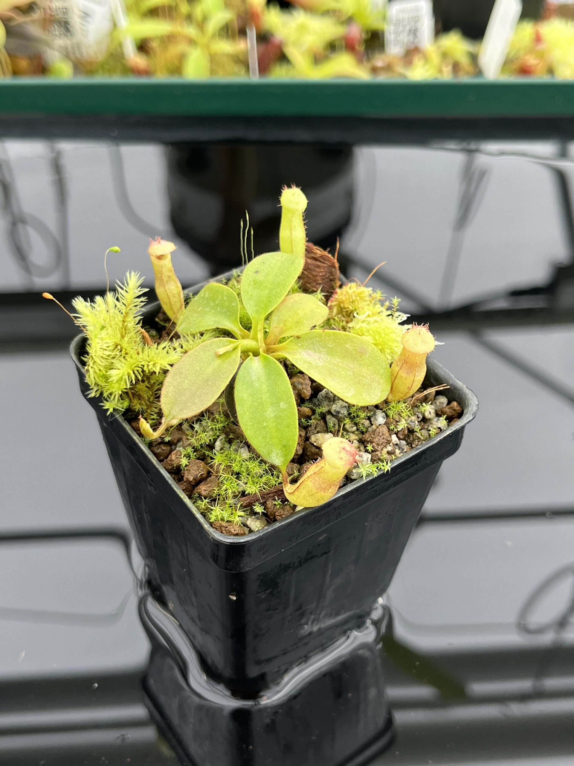 Close Up of Nepenthes rajah | Borneo Exotics | BE-3152 | H24718