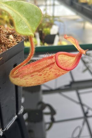 Close Up of Nepenthes rajah x (chaniana x veitchii) | Borneo Exotics | BE-4666 | IN23717
