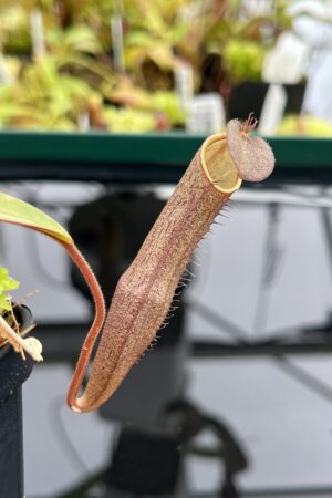 Close Up of Nepenthes ramispina (Gunung Ulu Kali) | Andreas Wistuba | AW-01 | IN24719