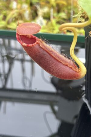 Close Up of Nepenthes robcantleyi x lowii | Borneo Exotics | BE-4640 | H24783