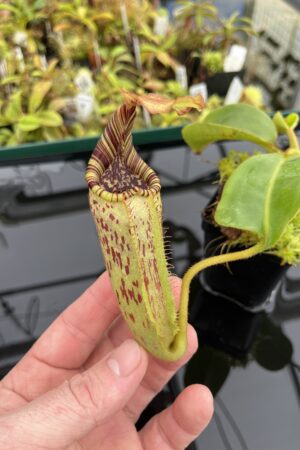 Close Up of Nepenthes robcantleyi x mollis | Andreas Wistuba | AW-ISC | IN24682