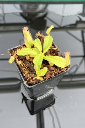Close Up of Nepenthes robcantleyi x veitchii 'The Wave' | FB | Florae | Florae Collaborative | FC-317.01 | IN23742