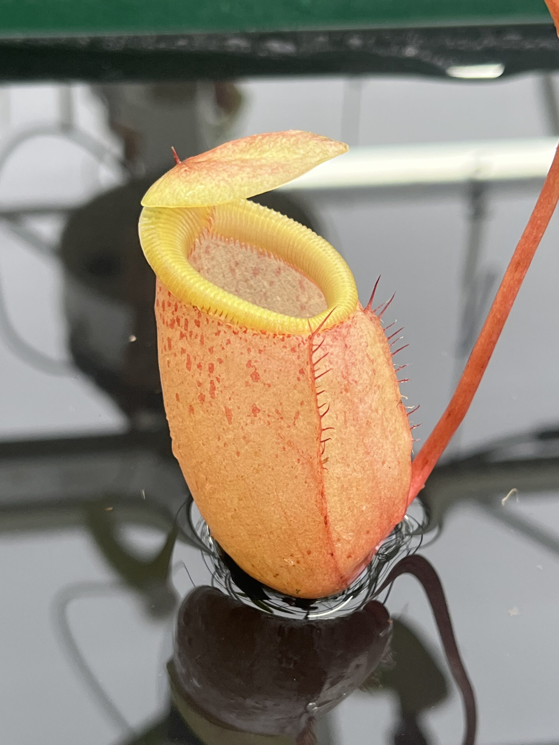 Close Up of Nepenthes sibuyanensis | Borneo Exotics | BE-3164 | IN23902