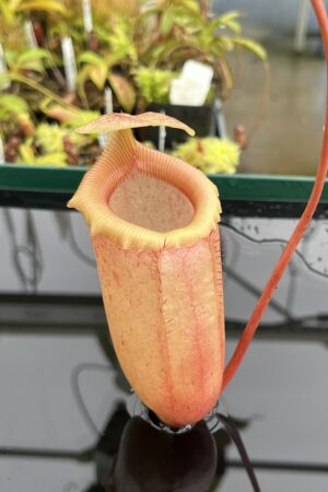 Close Up of Nepenthes sibuyanensis | Borneo Exotics | BE-3164 | IN24679
