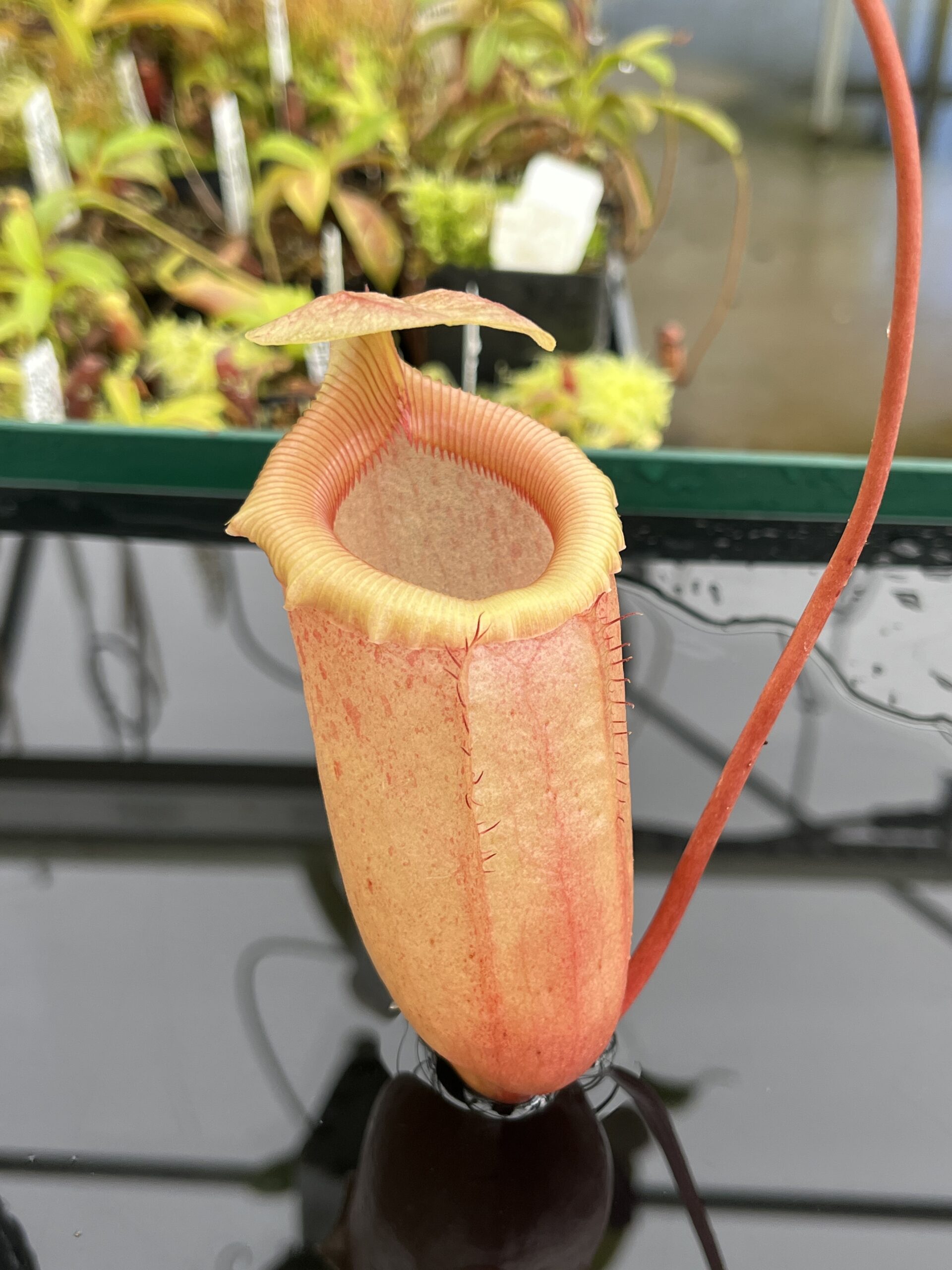 Close Up of Nepenthes sibuyanensis | Borneo Exotics | BE-3164 | IN24679