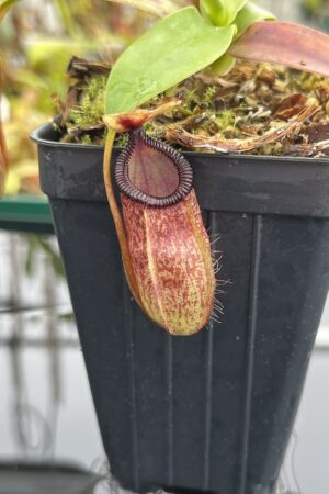 Close Up of Nepenthes sibuyanensis x hamata | Borneo Exotics | BE-3562 | IN24756