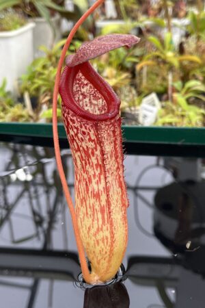 Close Up of Nepenthes sibuyanensis x klossii | Borneo Exotics | BE-4566 | IN23903