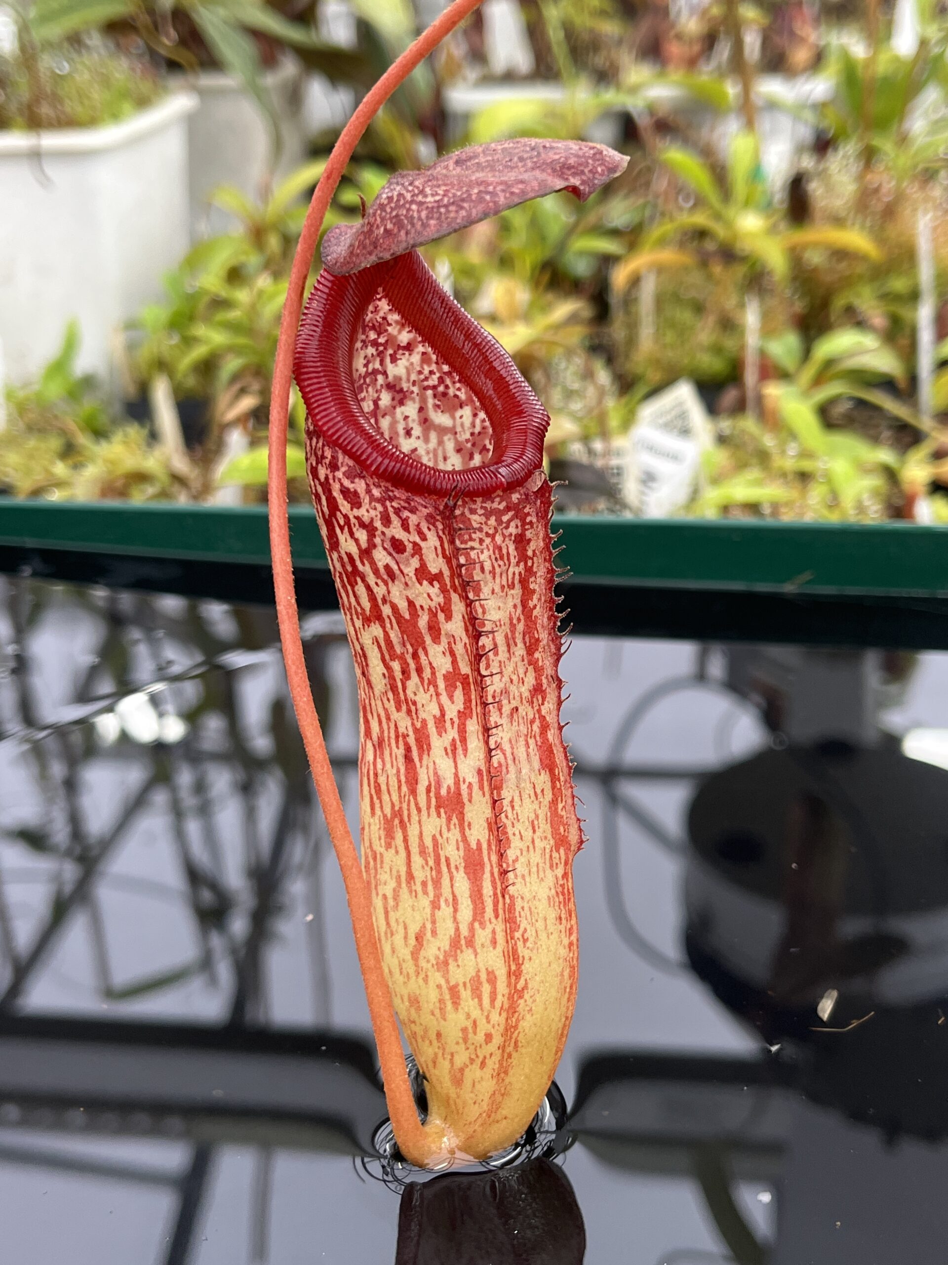 Close Up of Nepenthes sibuyanensis x klossii | Borneo Exotics | BE-4566 | IN23903