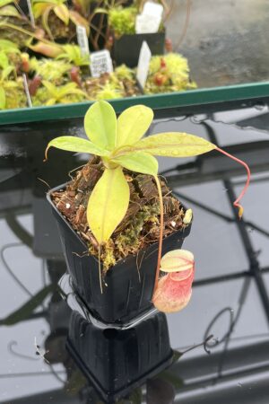 Close Up of Nepenthes sibuyanensis x merrilliana | Borneo Exotics | BE-3542 | L24743