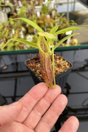 Close Up of Nepenthes singalana | Borneo Exotics | BE-3170 | H23761