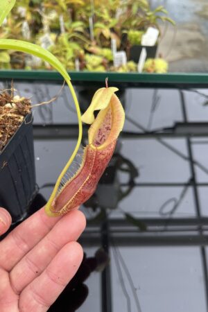 Close Up of Nepenthes singalana | Borneo Exotics | BE-3170 | H24781