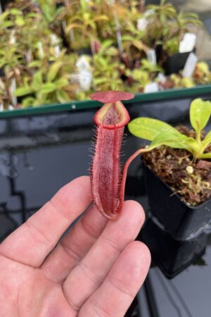Close Up of Nepenthes singalana x (burbidgeae x edwardsiana) | Borneo Exotics | BE-4558 | H23767