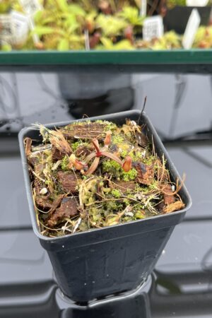 Close Up of Nepenthes sp. nov. (Papua, Indonesia – central New Guinea) | Clone 1 | Jeremiah Harris | JH-255.01 | H24795