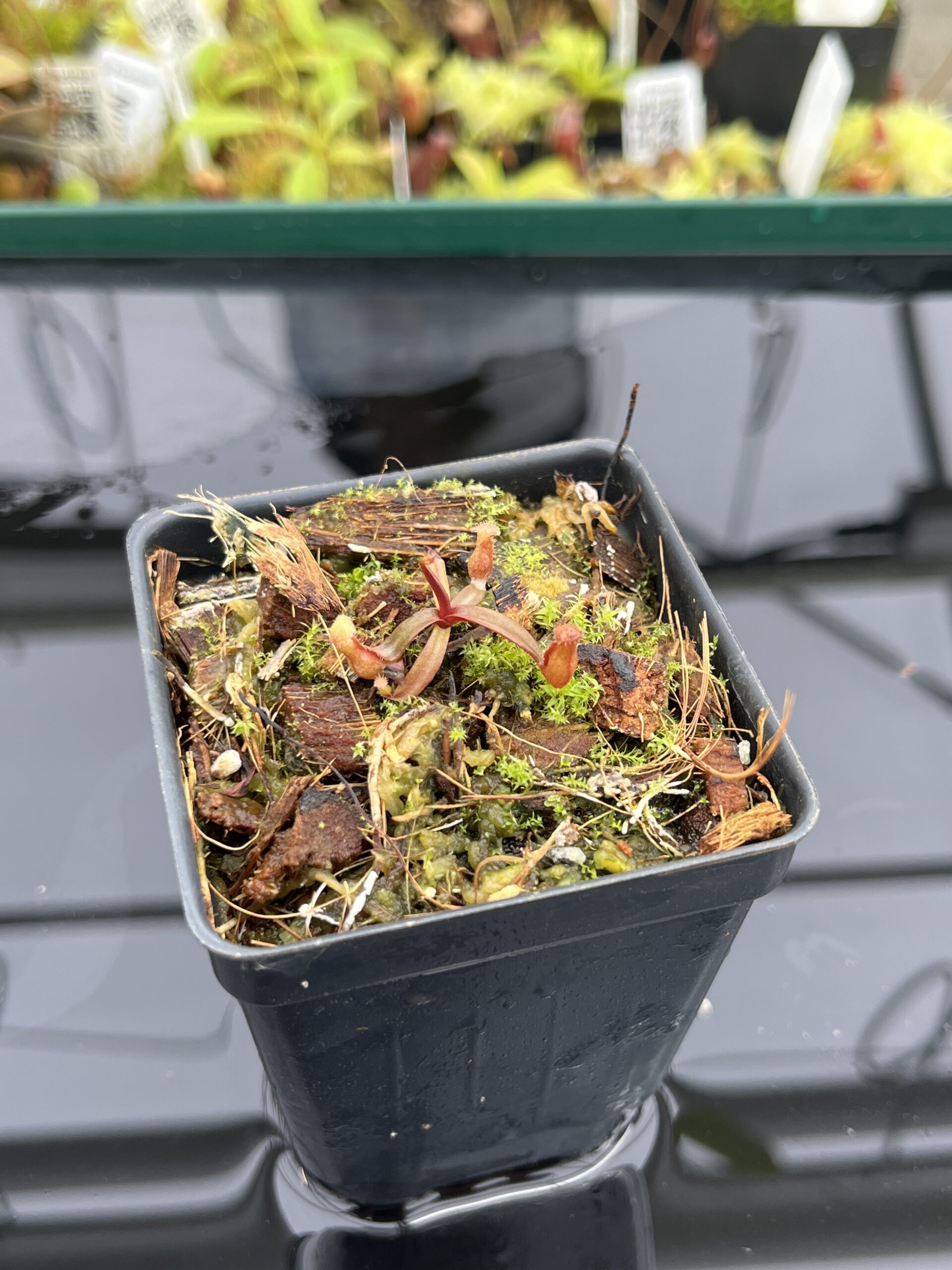 Close Up of Nepenthes sp. nov. (Papua, Indonesia – central New Guinea) | Clone 1 | Jeremiah Harris | JH-255.01 | H24795
