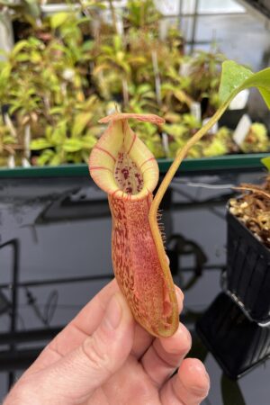 Close Up of Nepenthes spathulata x (burbidgeae x edwardsiana) | Borneo Exotics | BE-3978 | H23939