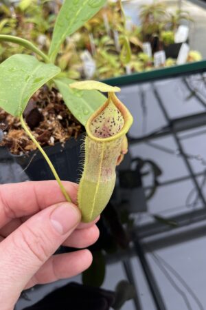 Close Up of Nepenthes spathulata x campanulata | Borneo Exotics | BE-3796 | IN24772