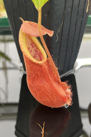 Close Up of Nepenthes spathulata x diabolica | Borneo Exotics | BE-3983 | H23861