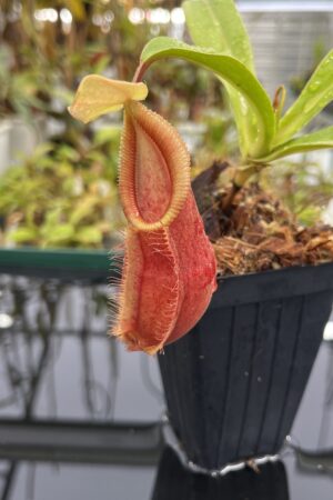 Close Up of Nepenthes spathulata x diabolica | Borneo Exotics | BE-3983 | H23940
