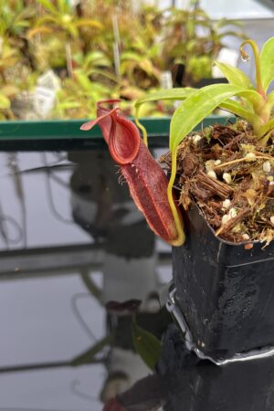Close Up of Nepenthes spathulata x dubia | Borneo Exotics | BE-3751 | H23946
