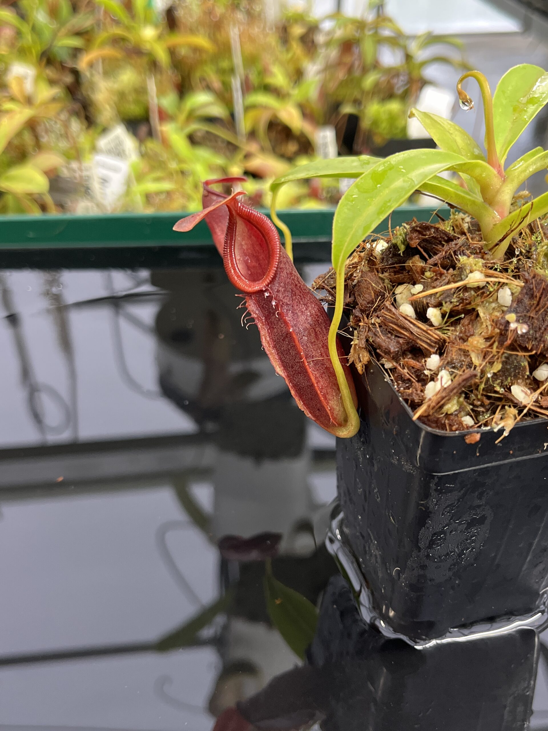 Close Up of Nepenthes spathulata x dubia | Borneo Exotics | BE-3751 | H23946