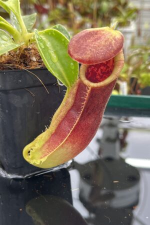 Close Up of Nepenthes spathulata x lowii | Borneo Exotics | BE-4517 | H23771
