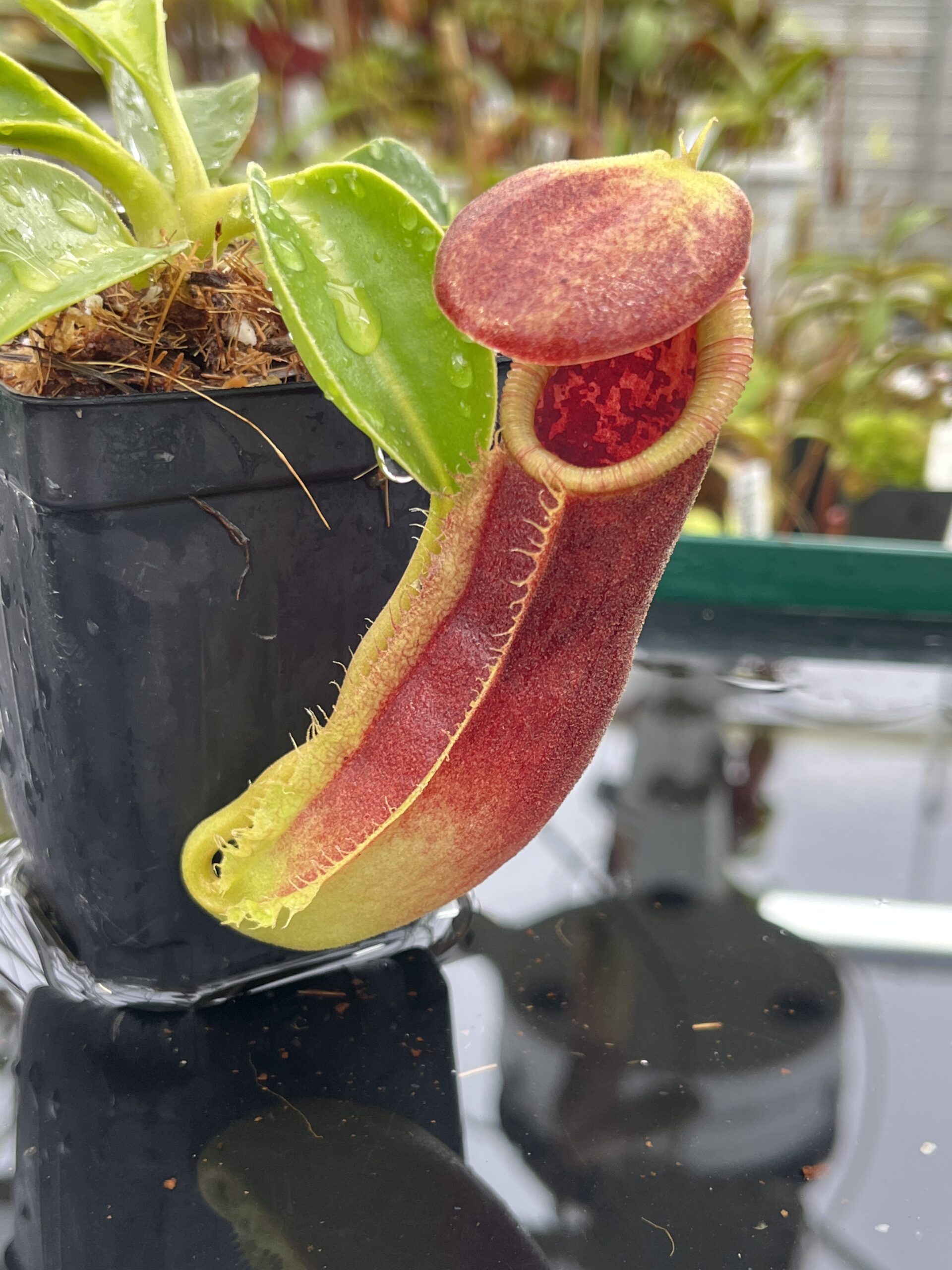 Close Up of Nepenthes spathulata x lowii | Borneo Exotics | BE-4517 | H23771