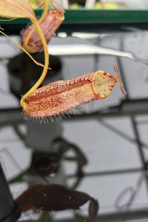 Close Up of Nepenthes spectabilis x ephippiata | Borneo Exotics | BE-4681 | H23976