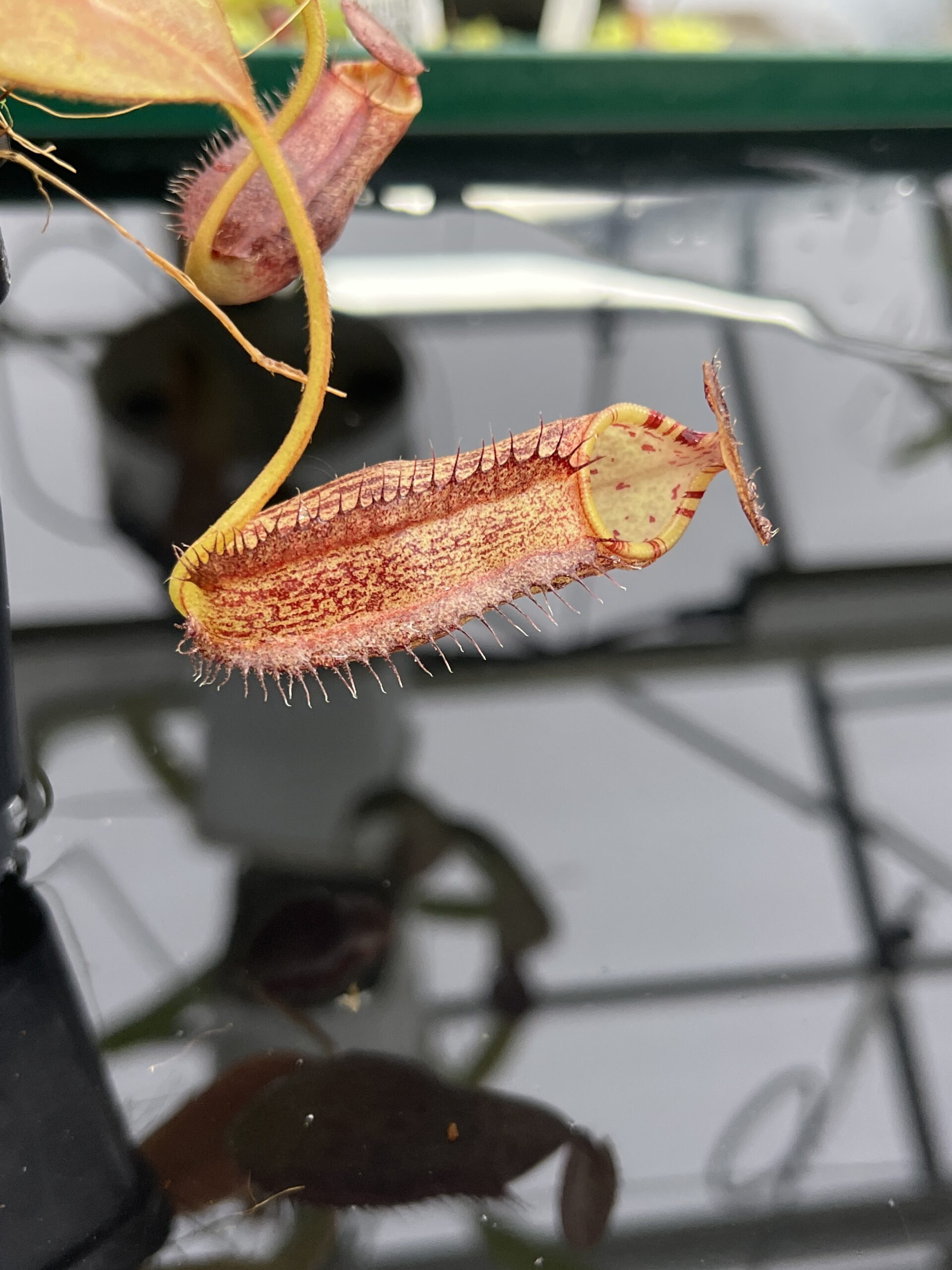 Close Up of Nepenthes spectabilis x ephippiata | Borneo Exotics | BE-4681 | H23976