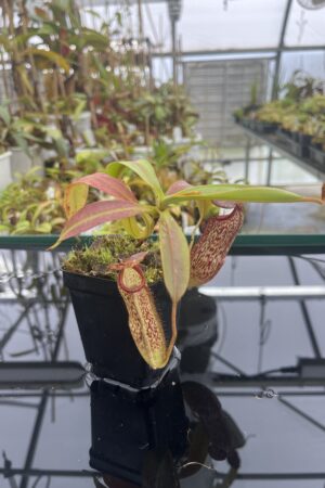 Close Up of Nepenthes spectabilis x klossii | Borneo Exotics | BE-4648 | H24784