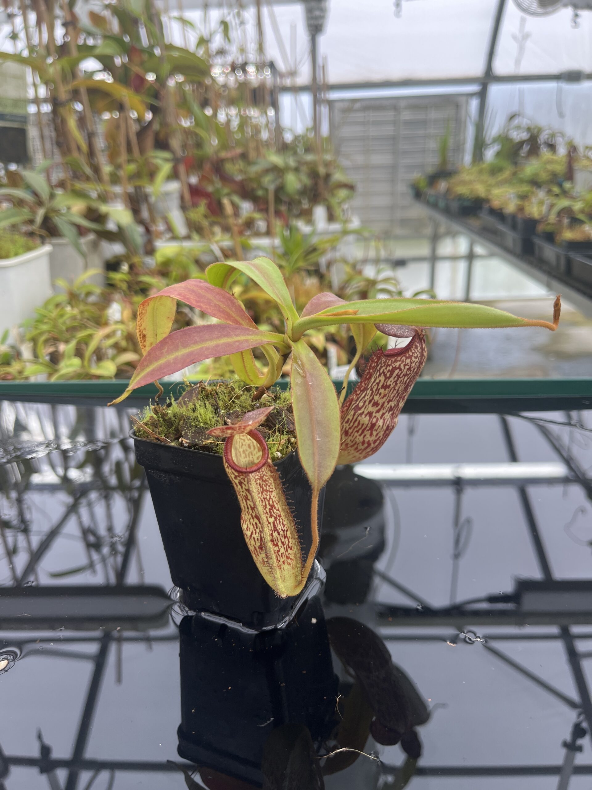 Close Up of Nepenthes spectabilis x klossii | Borneo Exotics | BE-4648 | H24784