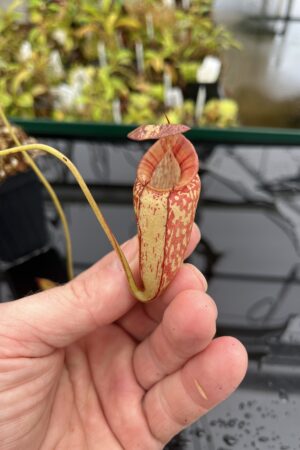 Close Up of Nepenthes spectabilis x tenuis | Borneo Exotics | BE-3884 | IN23910