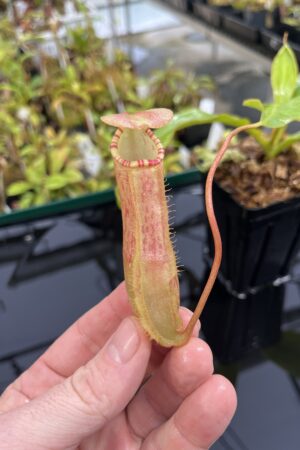 Close Up of Nepenthes sumatrana | Borneo Exotics | BE-4540 | L23885