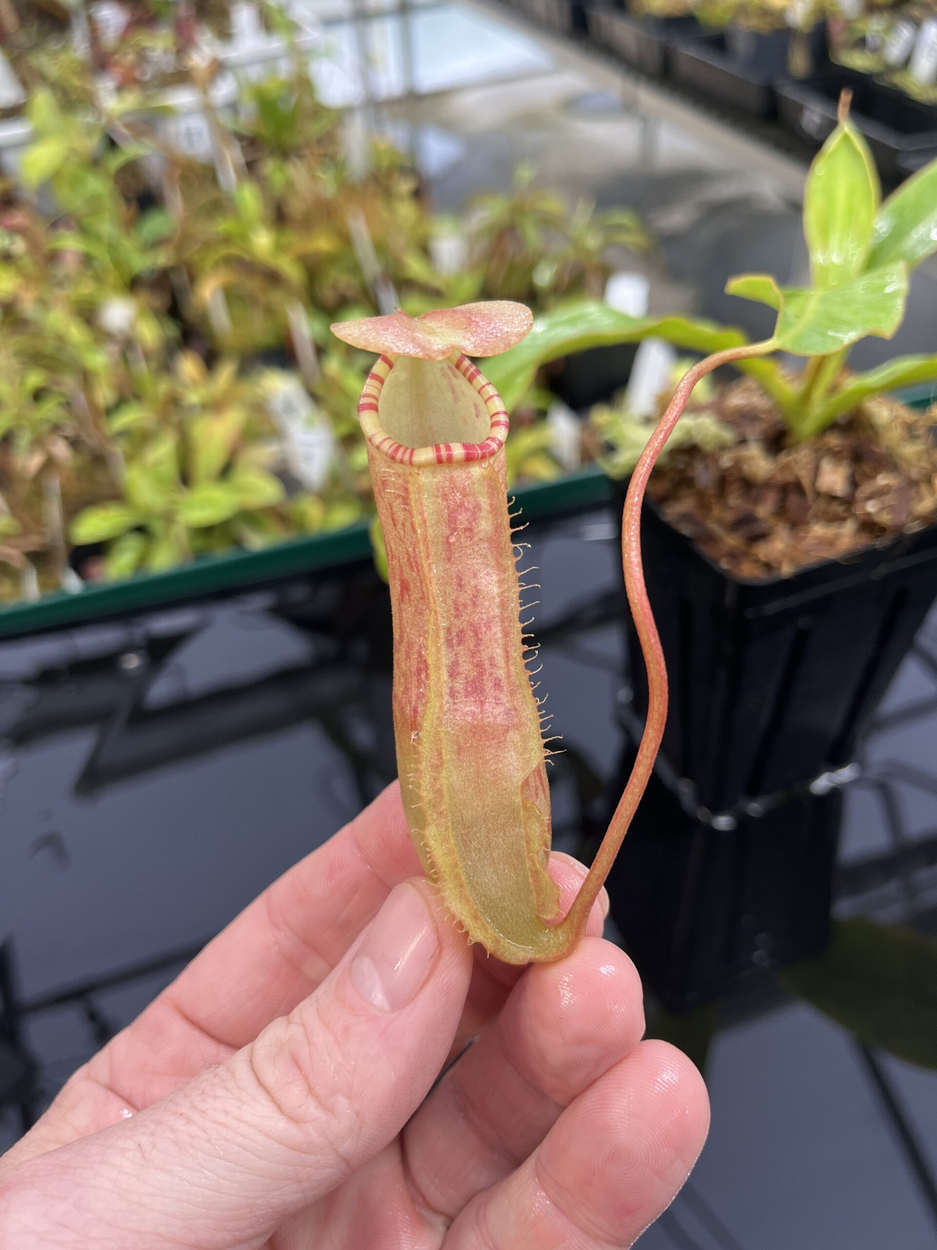 Close Up of Nepenthes sumatrana | Borneo Exotics | BE-4540 | L23885
