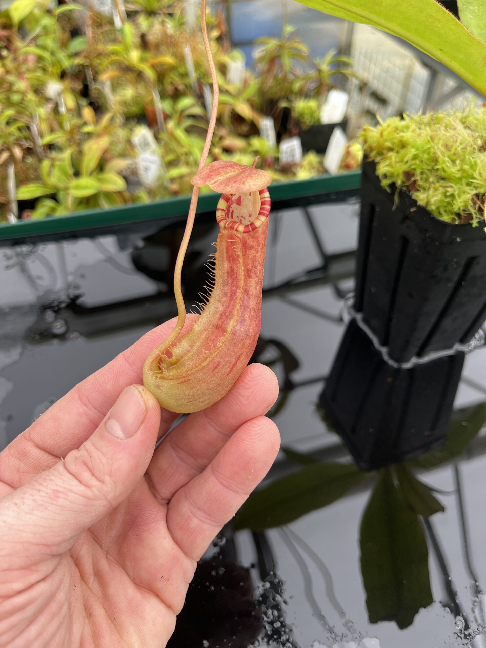 Close Up of Nepenthes sumatrana | Borneo Exotics | BE-4540 | L24678
