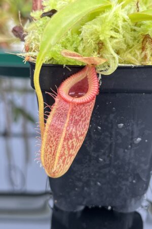 Close Up of Nepenthes talangensis x edwardsiana | Andreas Wistuba | AW-(ISC) | H24705