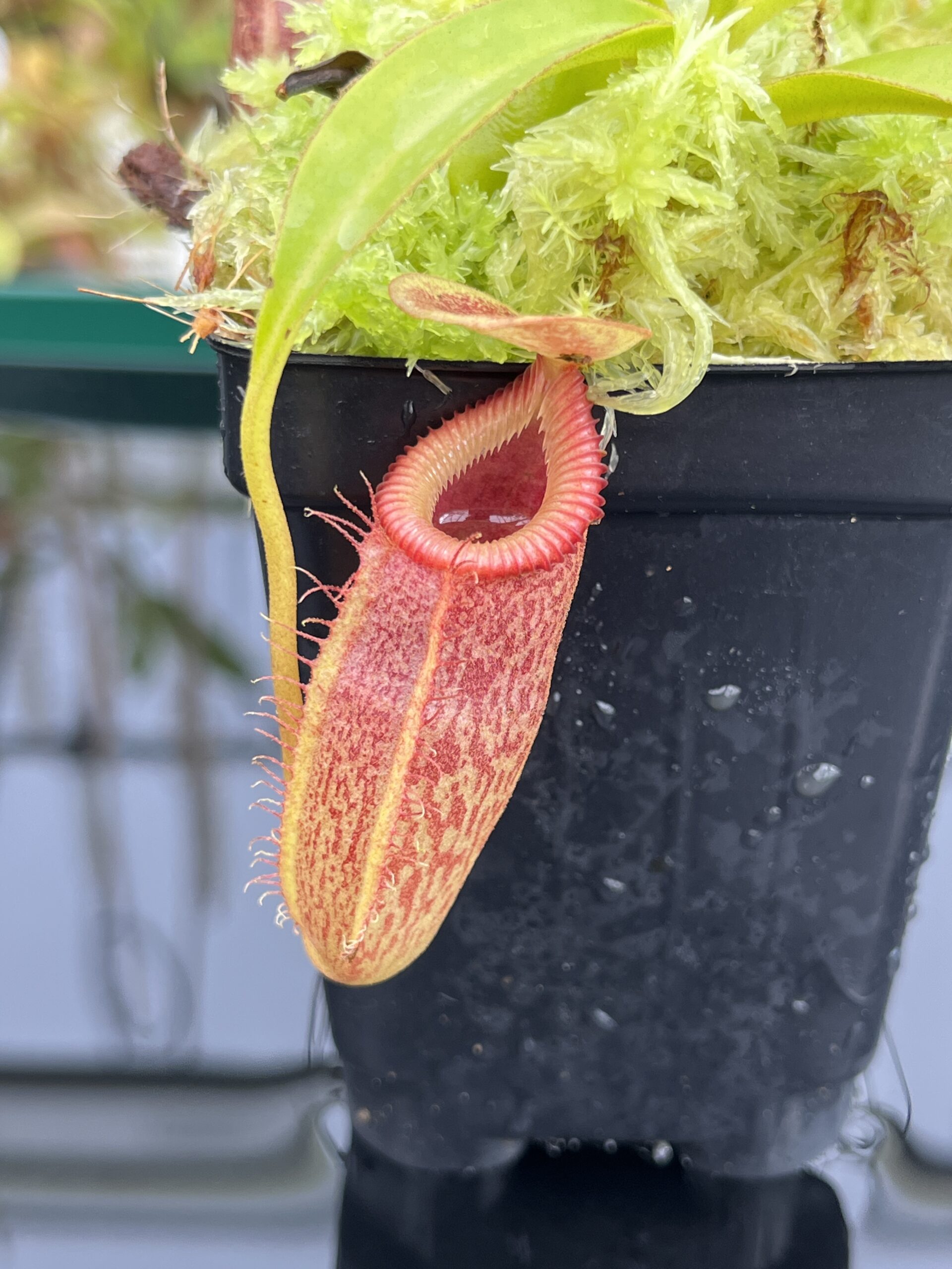 Close Up of Nepenthes talangensis x edwardsiana | Andreas Wistuba | AW-(ISC) | H24705