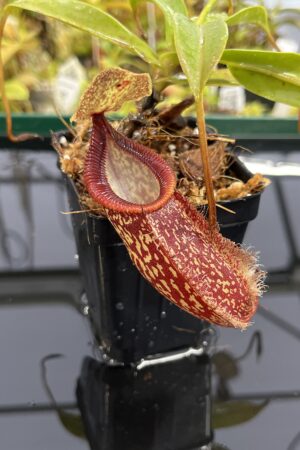 Close Up of Nepenthes talangensis x hamata | Borneo Exotics | BE-4003 | H23947