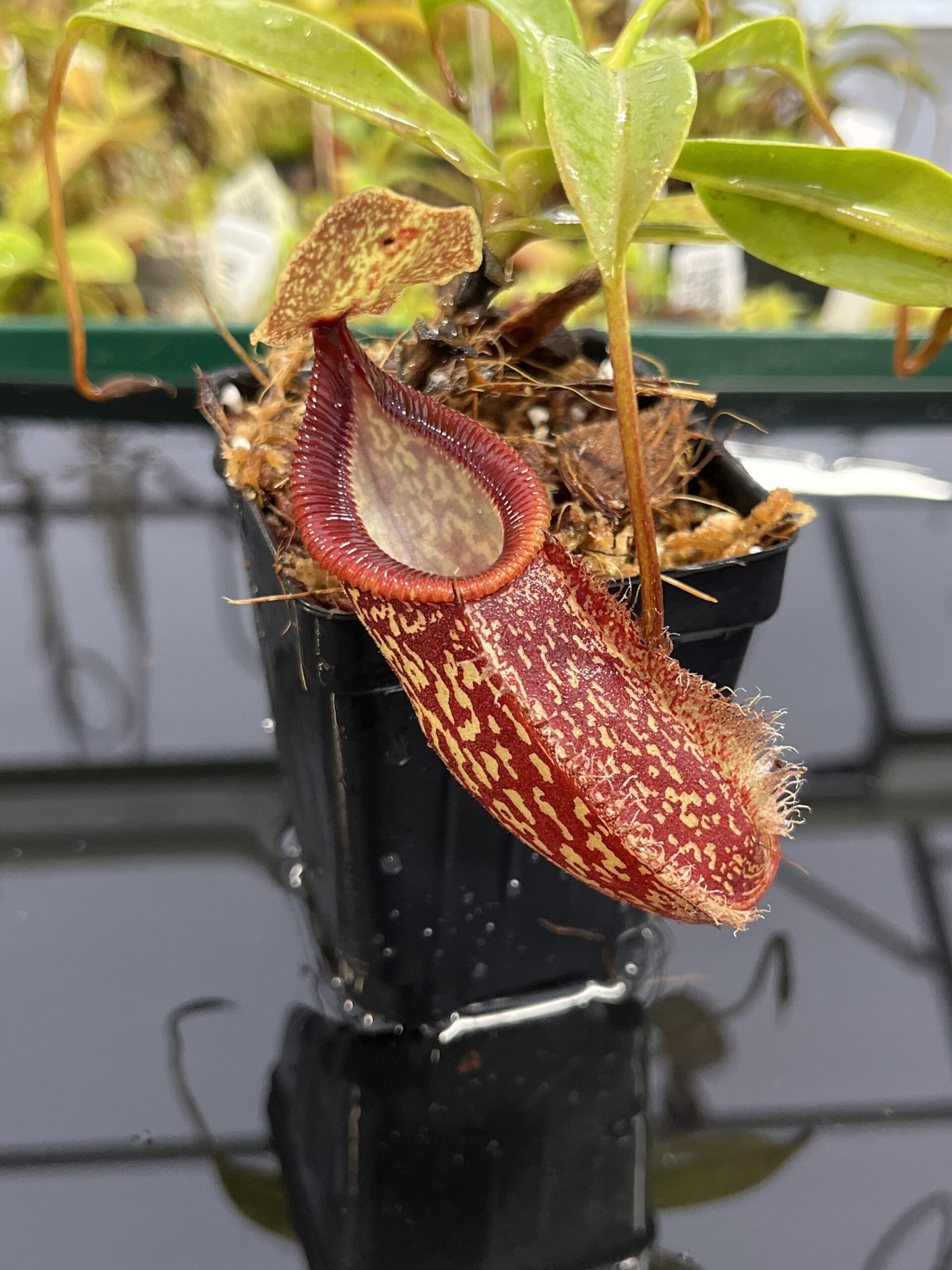 Close Up of Nepenthes talangensis x hamata | Borneo Exotics | BE-4003 | H23947