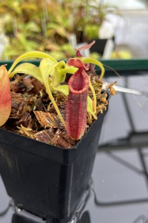 Close Up of Nepenthes talangensis x (lowii x tentaculata) | Borneo Exotics | BE-4573 | H23977