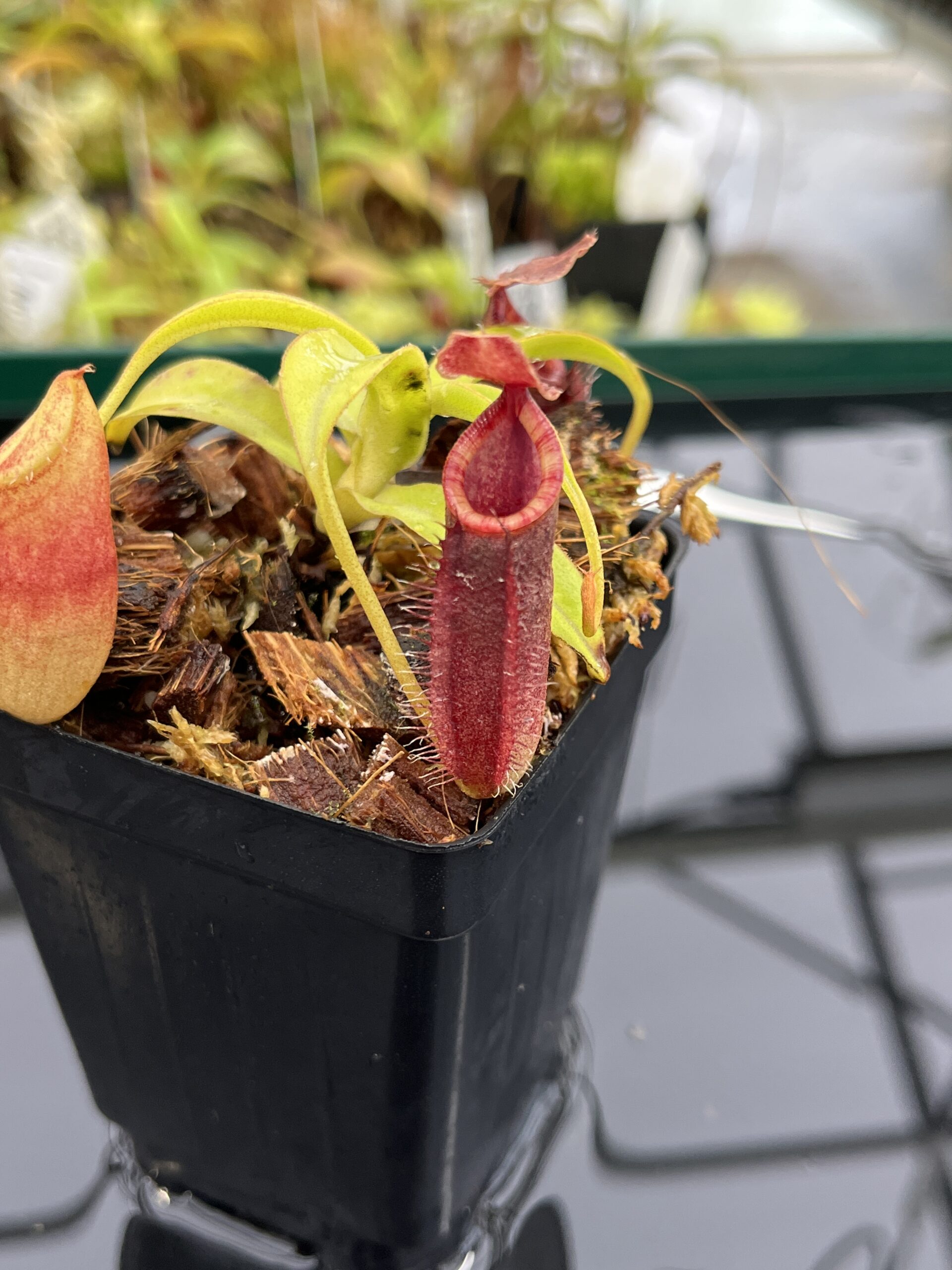 Close Up of Nepenthes talangensis x (lowii x tentaculata) | Borneo Exotics | BE-4573 | H23977