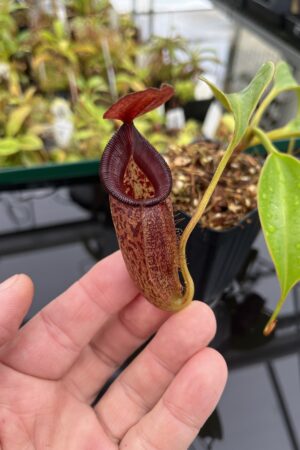 Close Up of Nepenthes talangensis x robcantleyi | Borneo Exotics | BE-3497 | IN23911