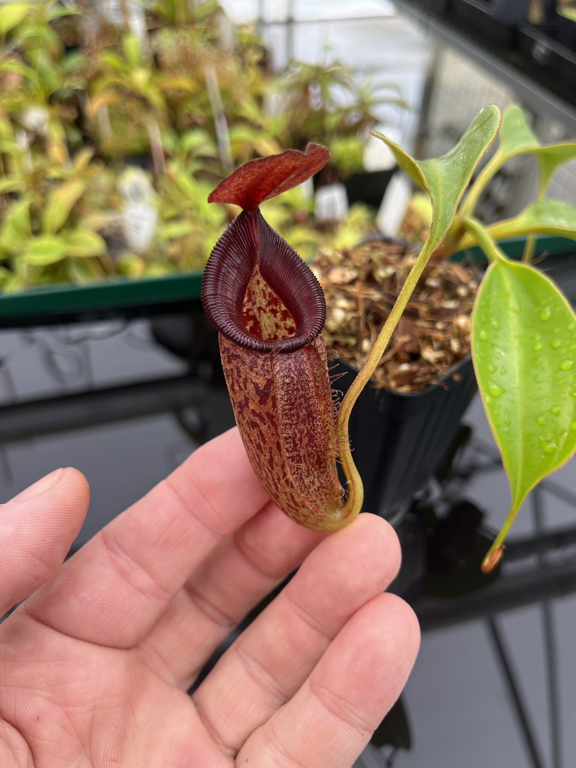 Close Up of Nepenthes talangensis x robcantleyi | Borneo Exotics | BE-3497 | IN23911
