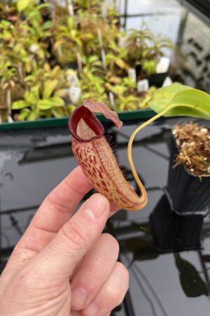 Close Up of Nepenthes talangensis x robcantleyi | Borneo Exotics | BE-3497 | IN23914