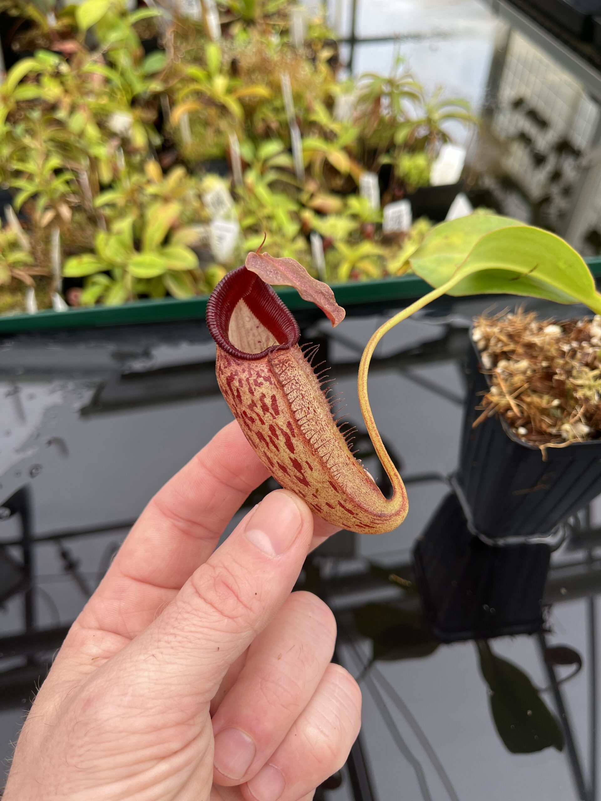 Close Up of Nepenthes talangensis x robcantleyi | Borneo Exotics | BE-3497 | IN23914